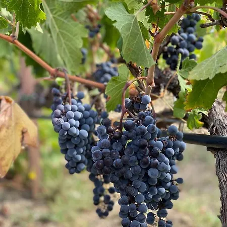 Trie Vineyard * Grevena