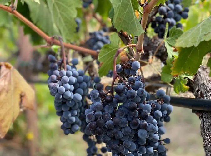 Trie Vineyard * Grewena